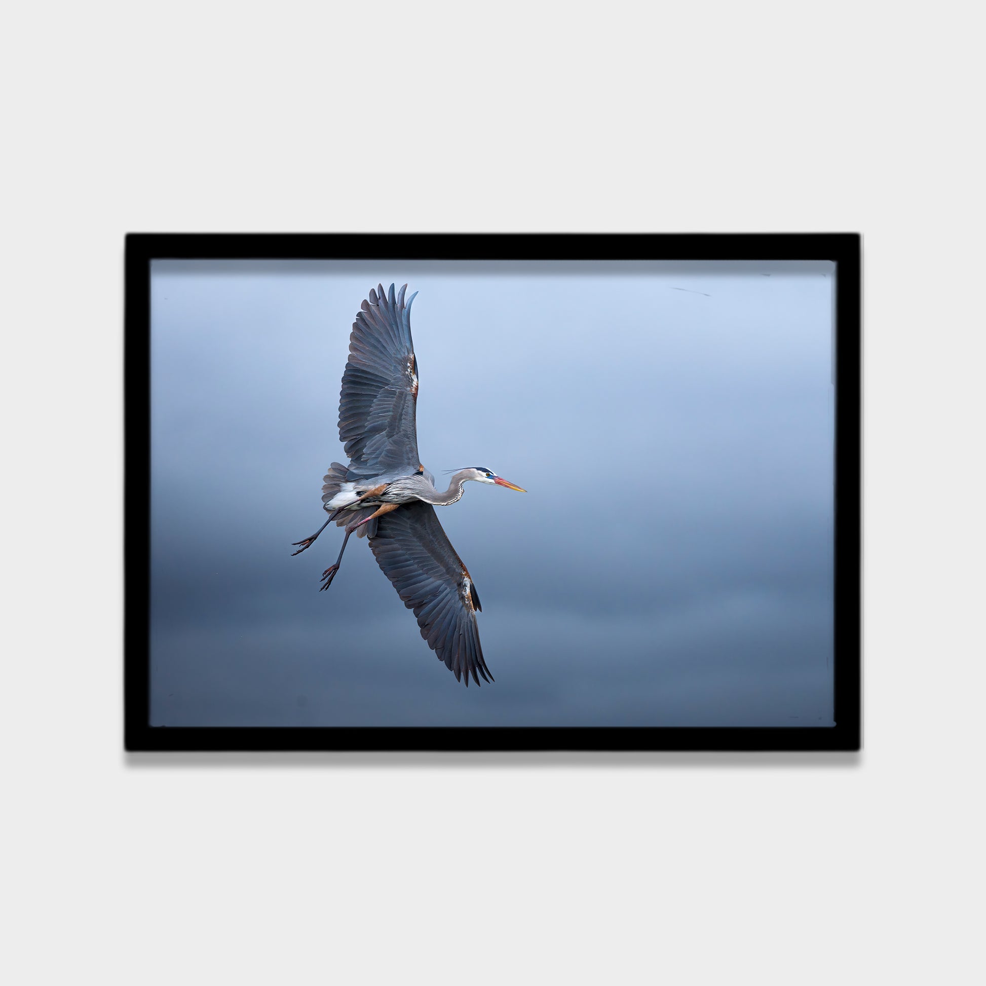 Silent Glide animals canvas wall art by Anantkala