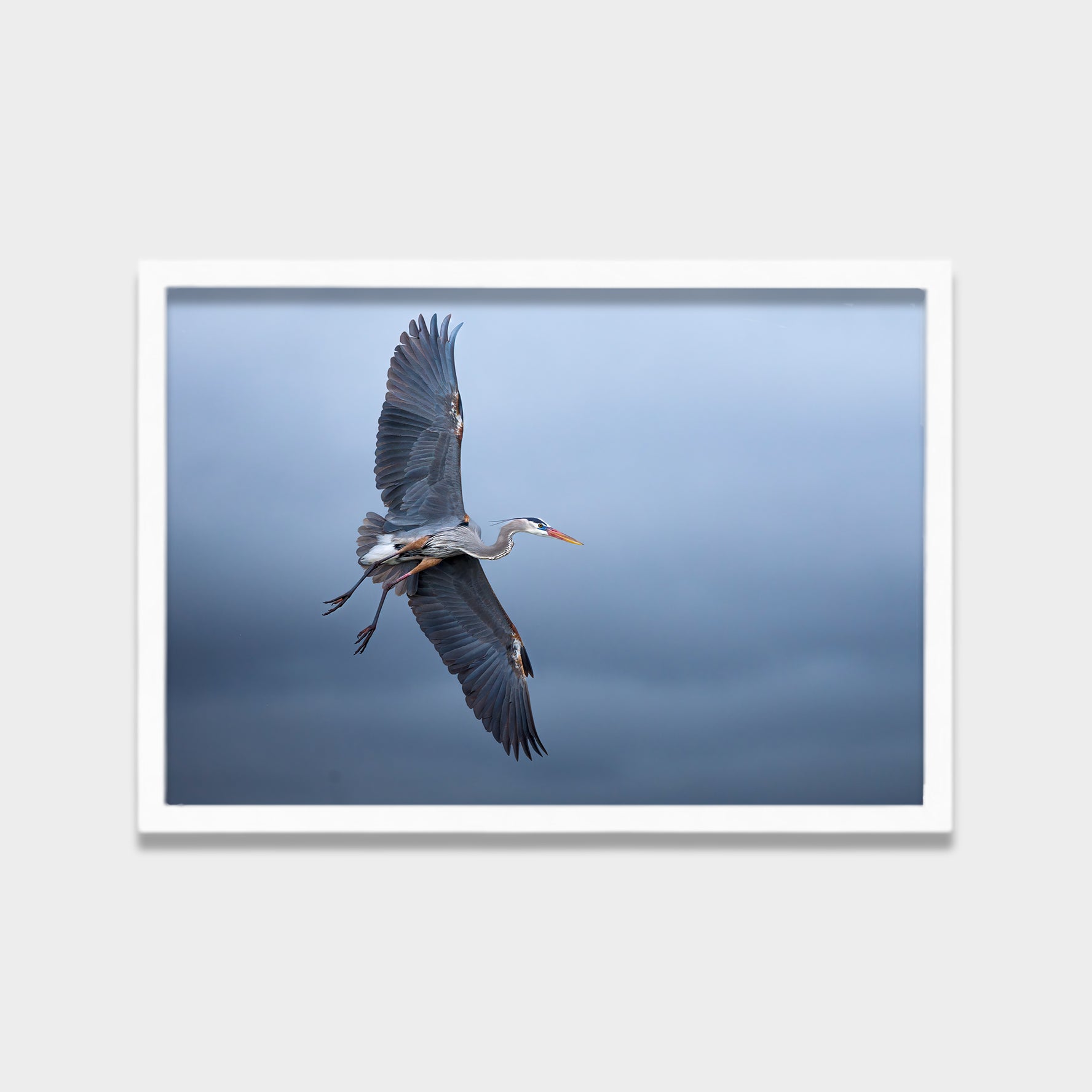 Silent Glide animals canvas wall art by Anantkala