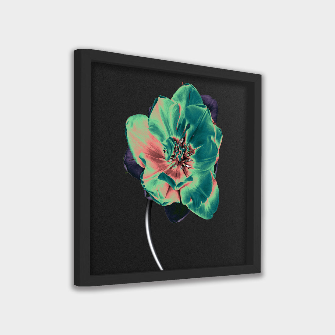 Nocturne Bloom
