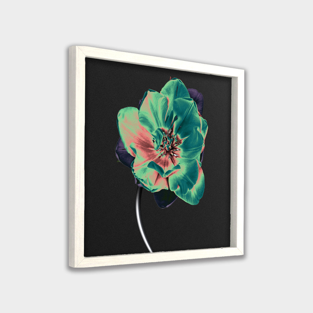 Nocturne Bloom