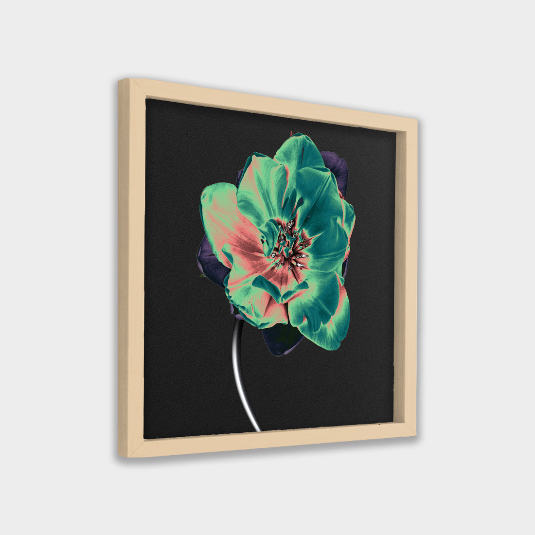 Nocturne Bloom