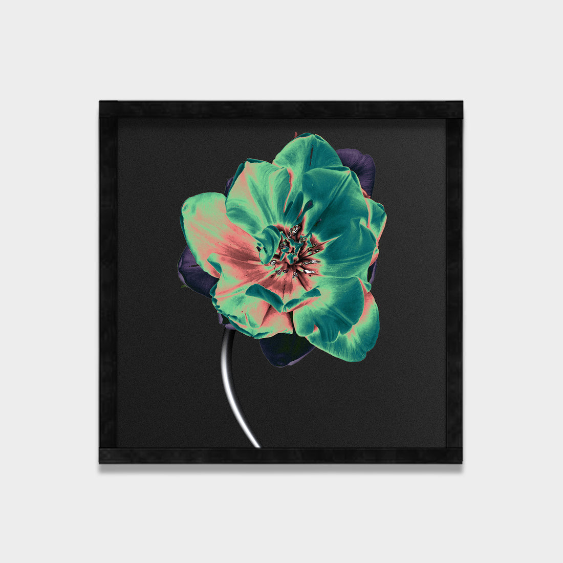 Nocturne Bloom