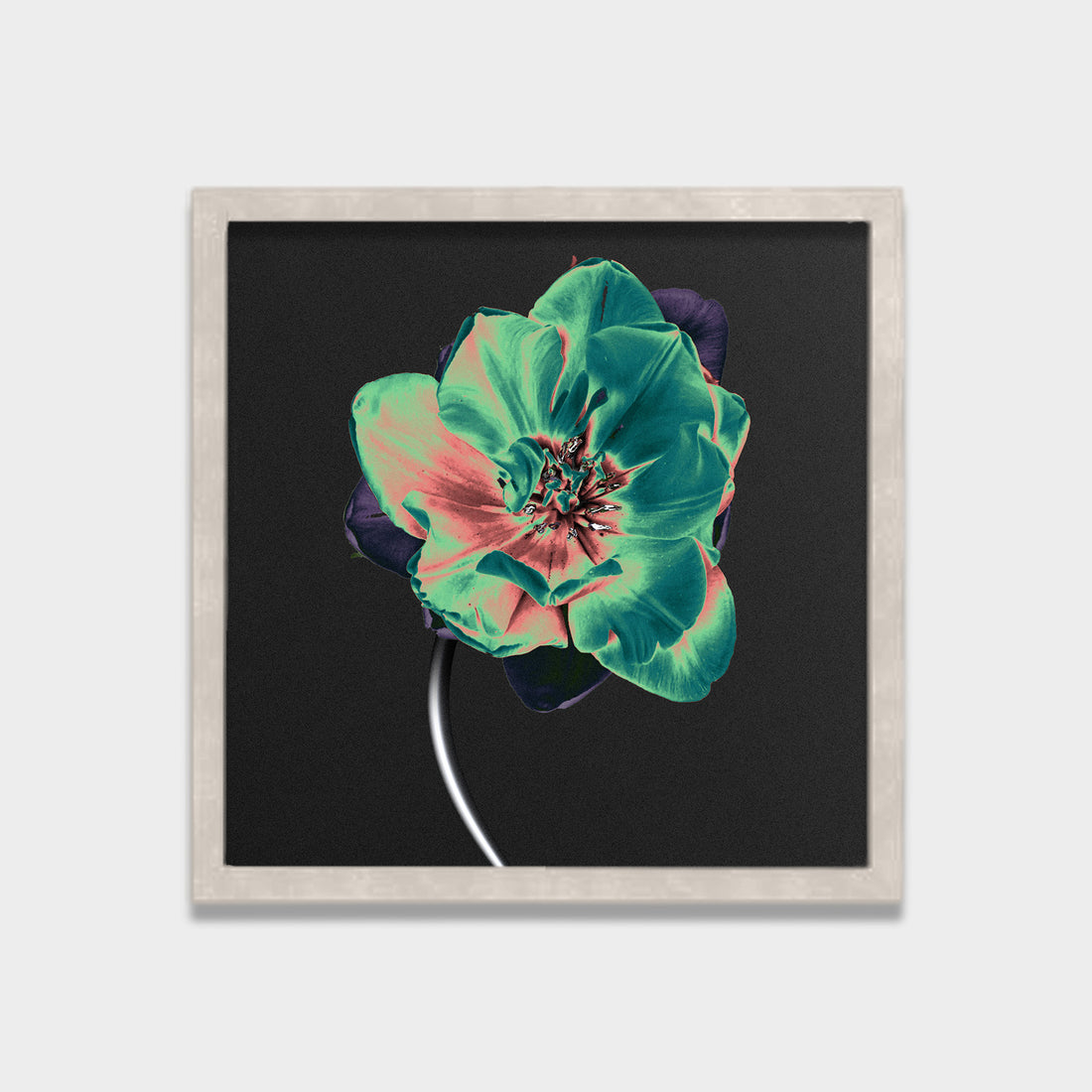 Nocturne Bloom