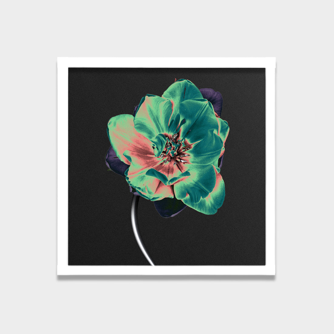 Nocturne Bloom