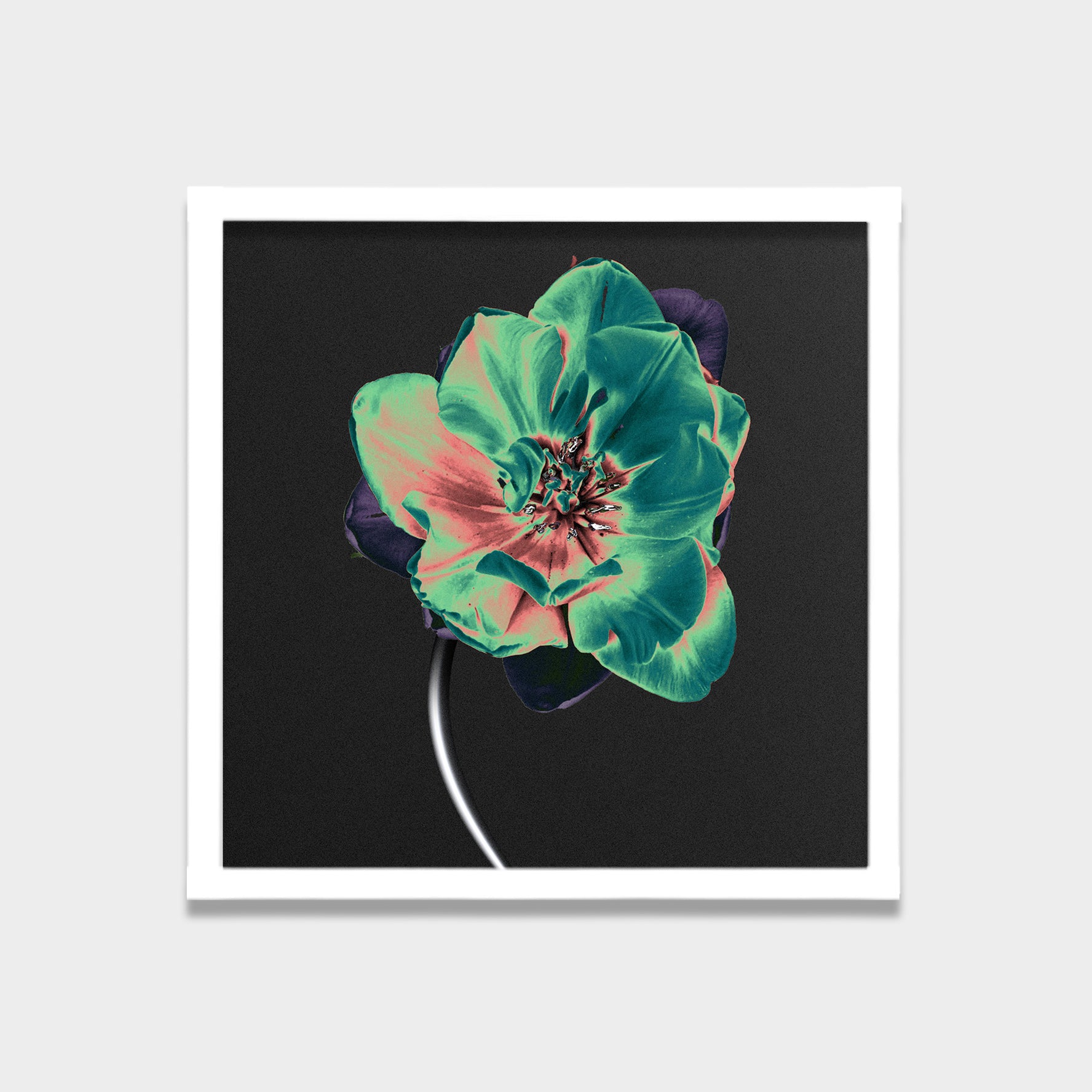 Nocturne Bloom