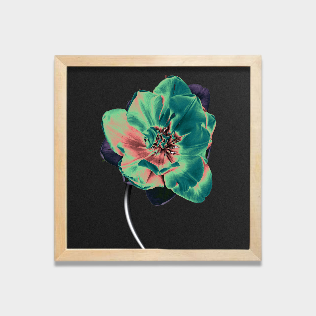 Nocturne Bloom