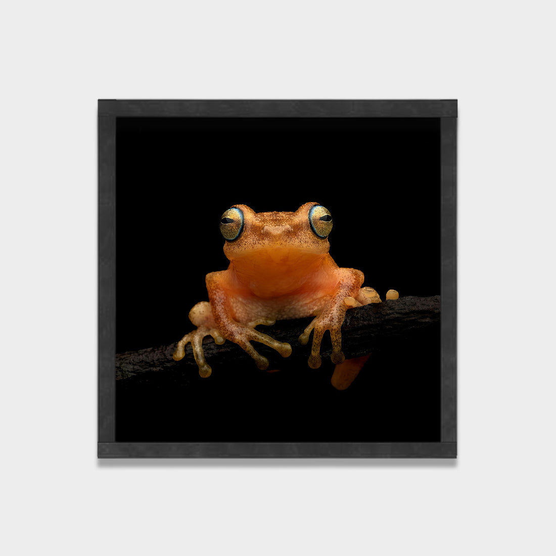 Quiet Watcher