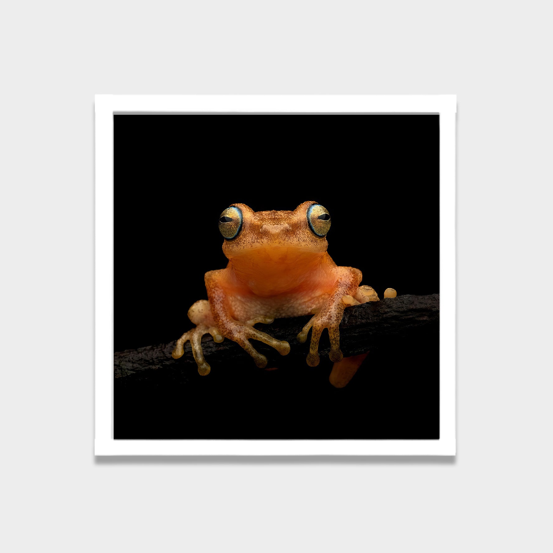 Quiet Watcher