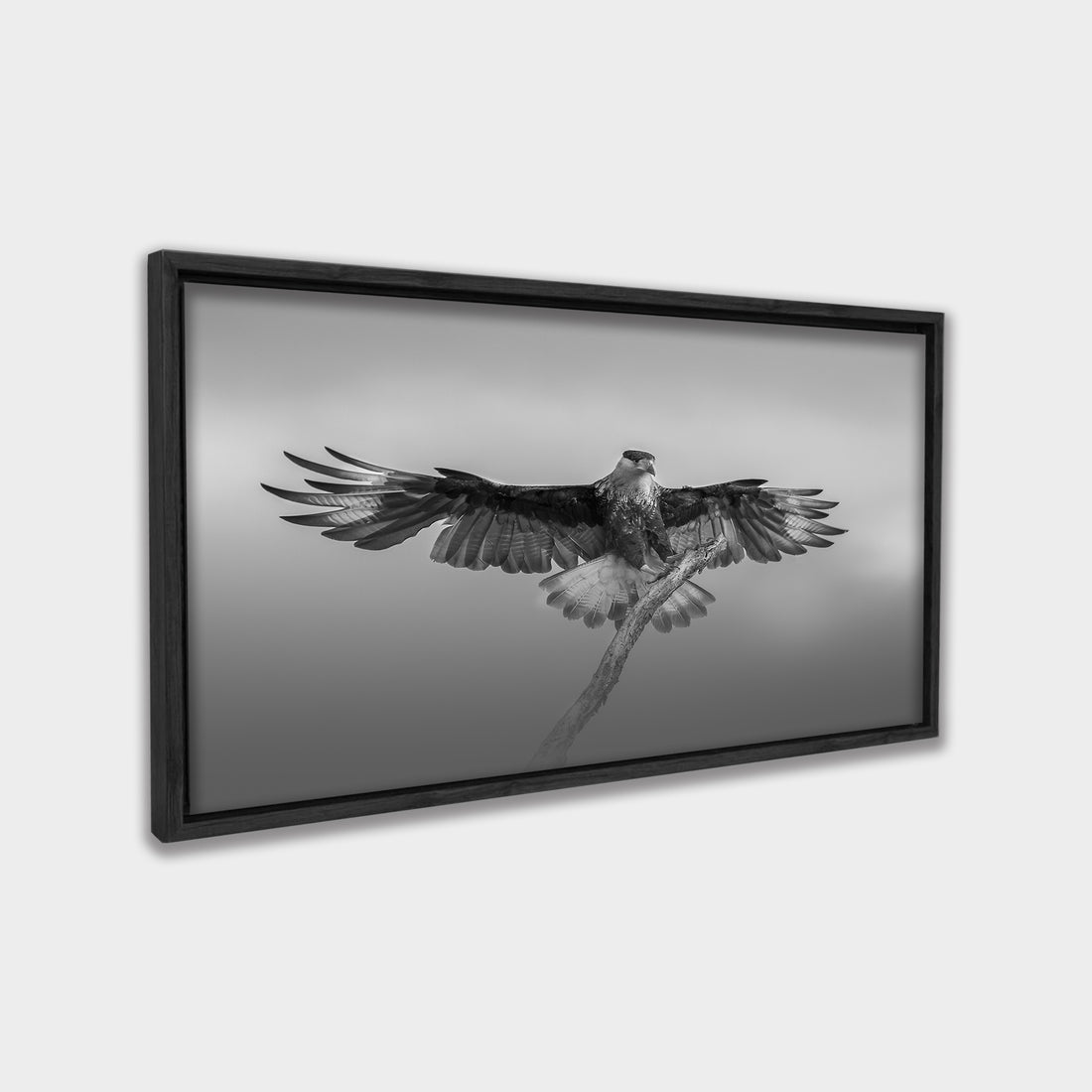 Still Wings