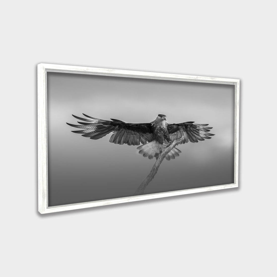Still Wings