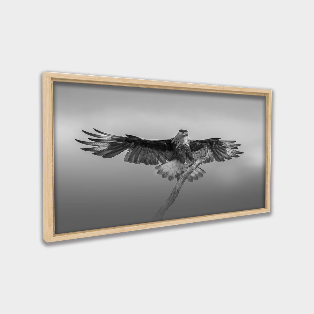 Still Wings