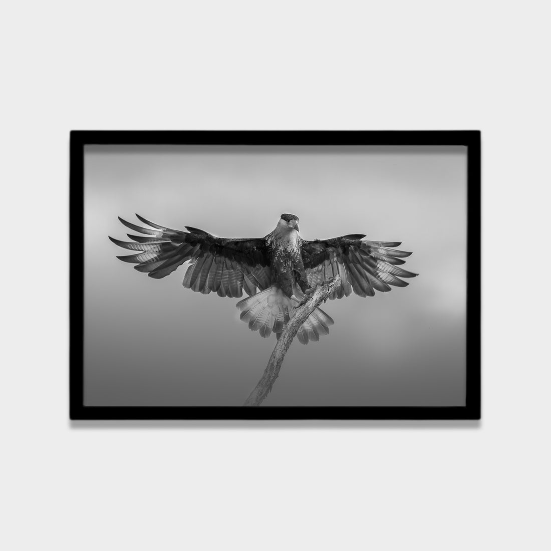 Still Wings