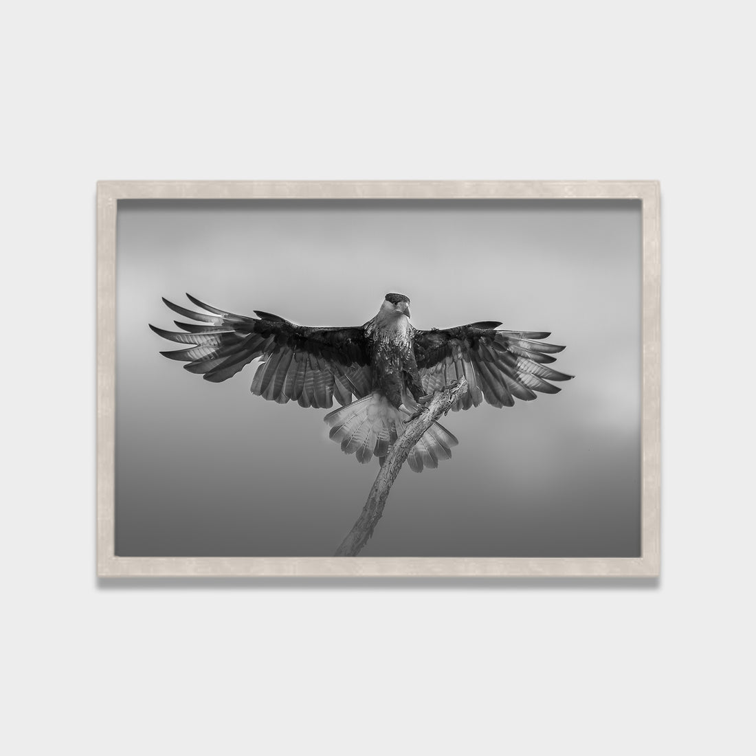 Still Wings