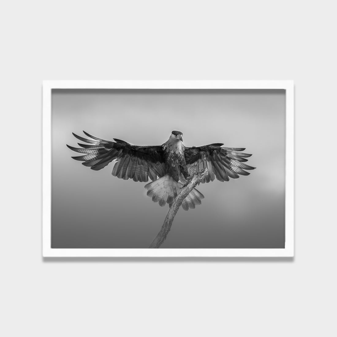Still Wings