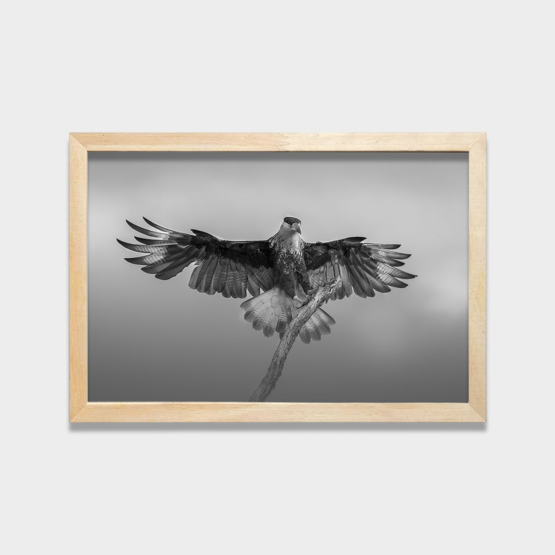 Still Wings