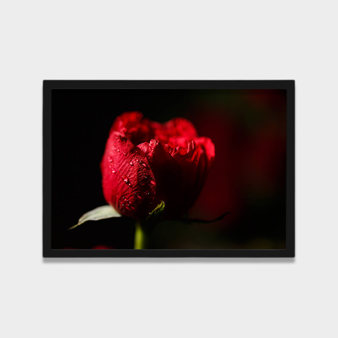 Crimson Bloom