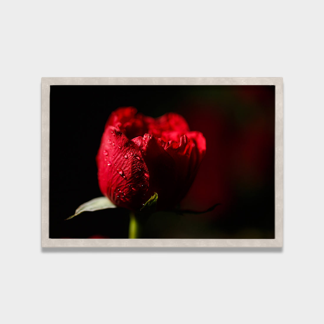 Crimson Bloom
