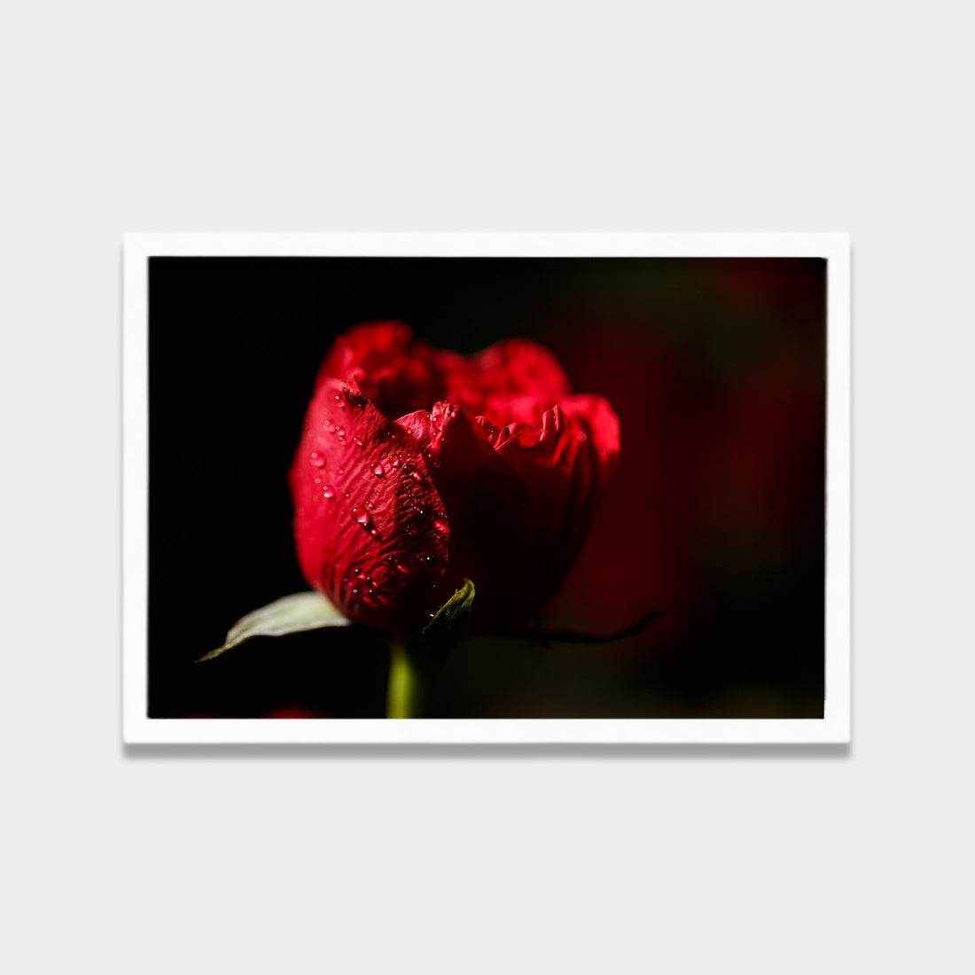 Crimson Bloom
