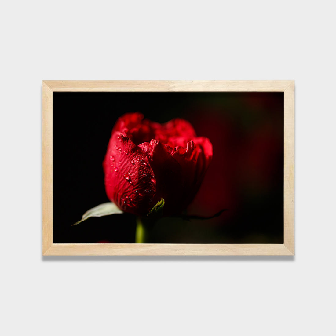 Crimson Bloom