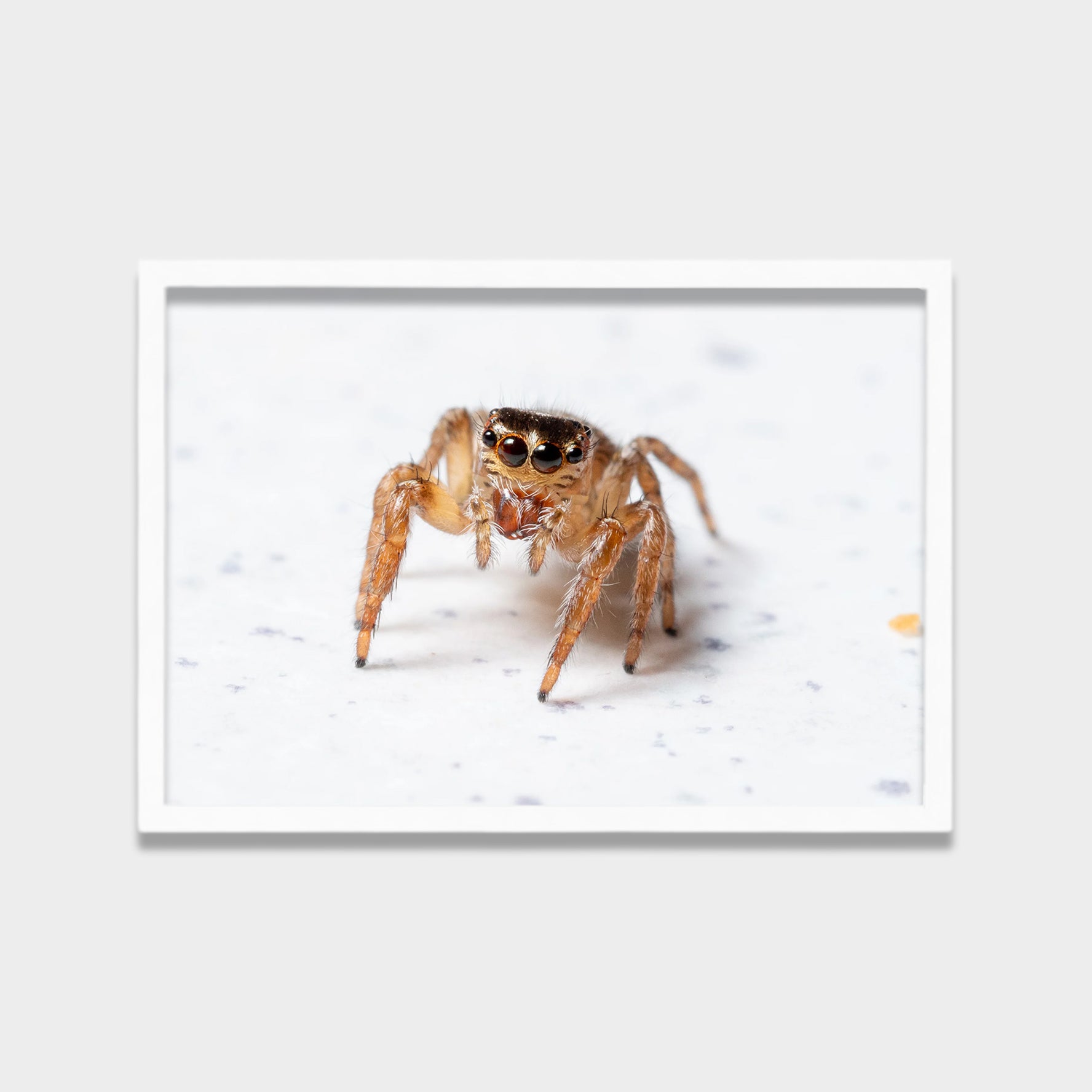 Tiny Watcher