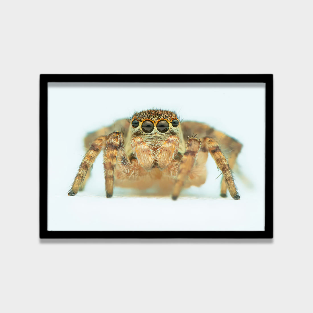 Curious Eyes