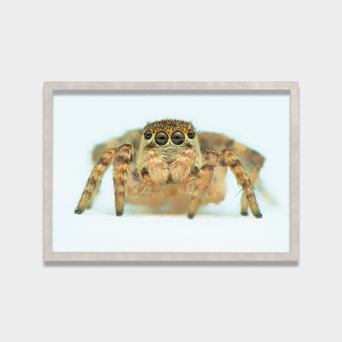Curious Eyes