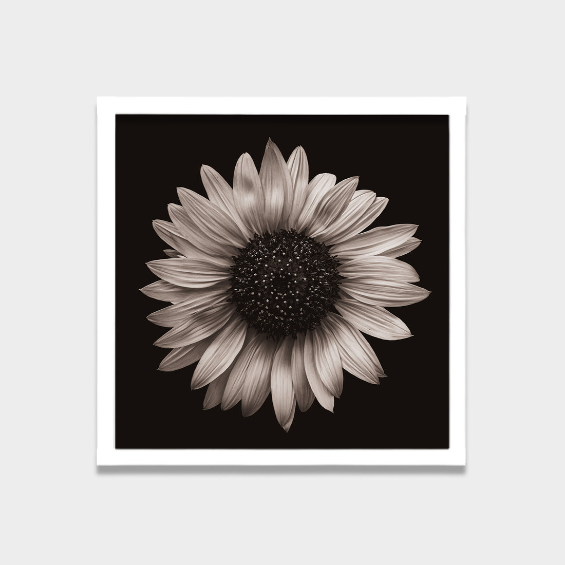 Silent Bloom
