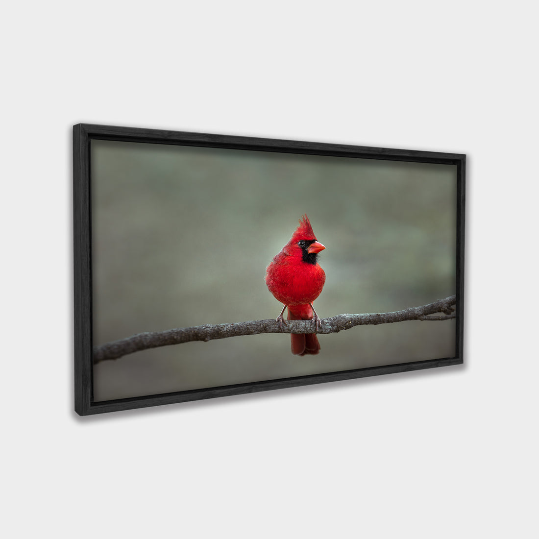 Crimson Perch