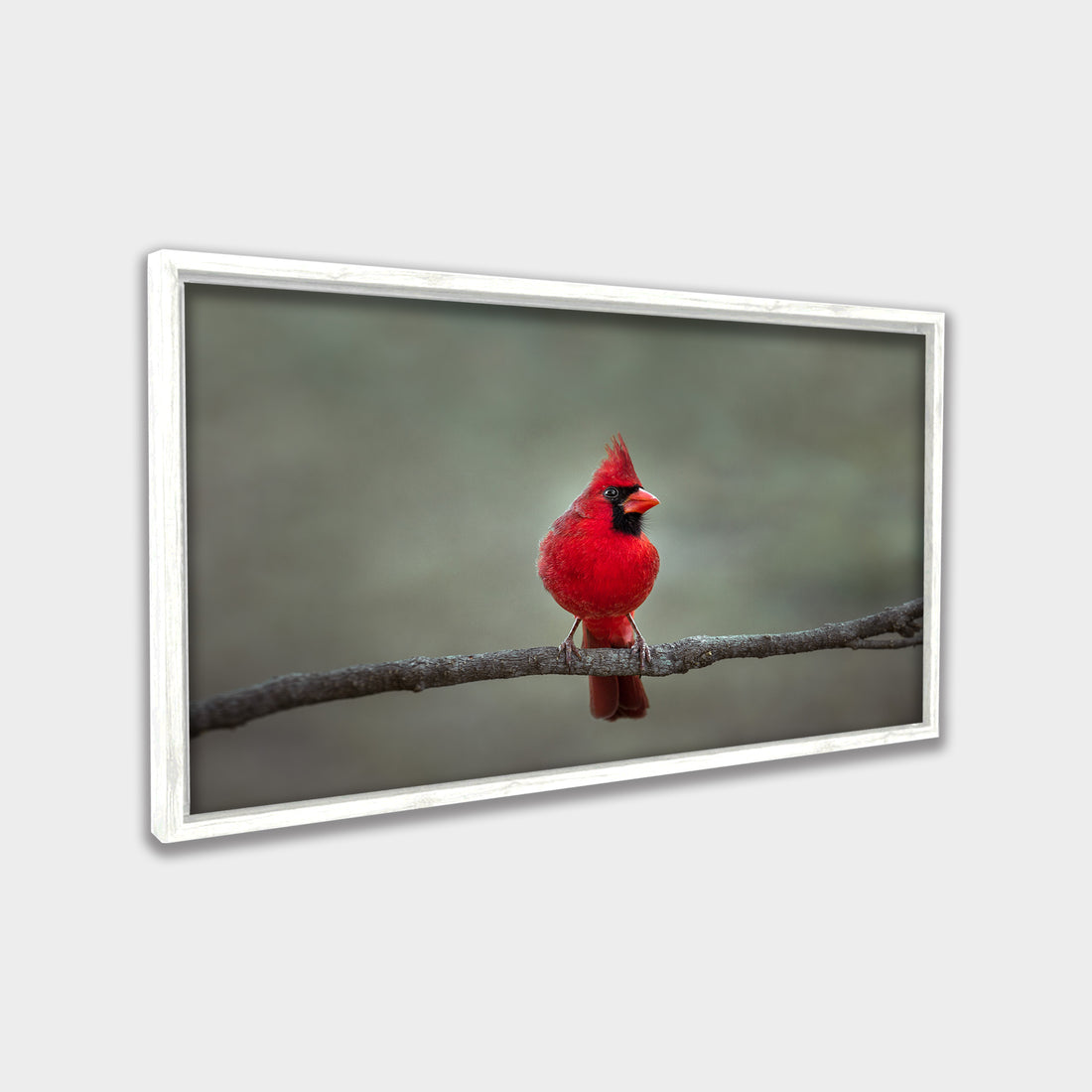 Crimson Perch