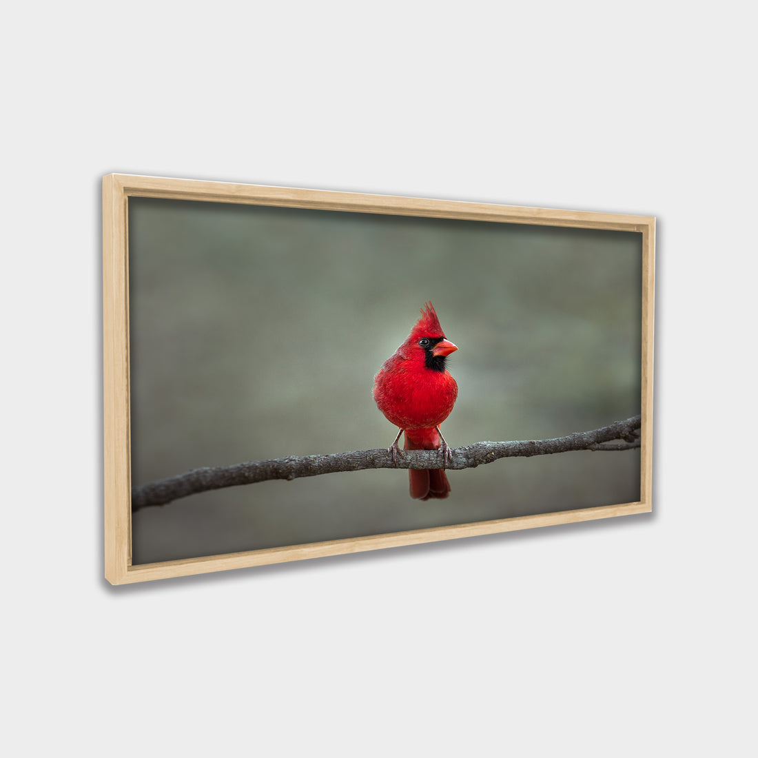 Crimson Perch