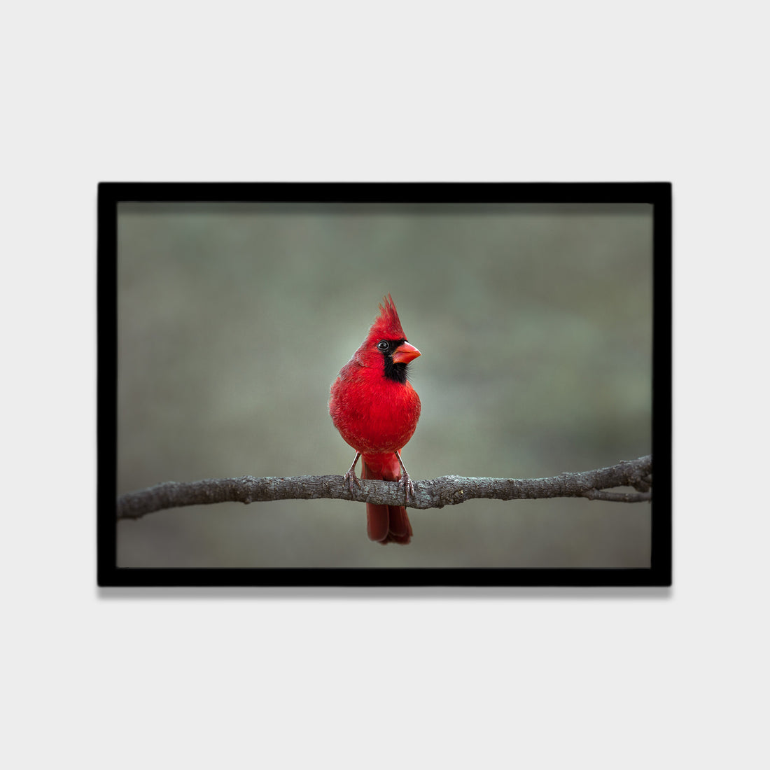 Crimson Perch