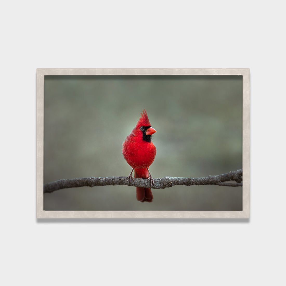 Crimson Perch