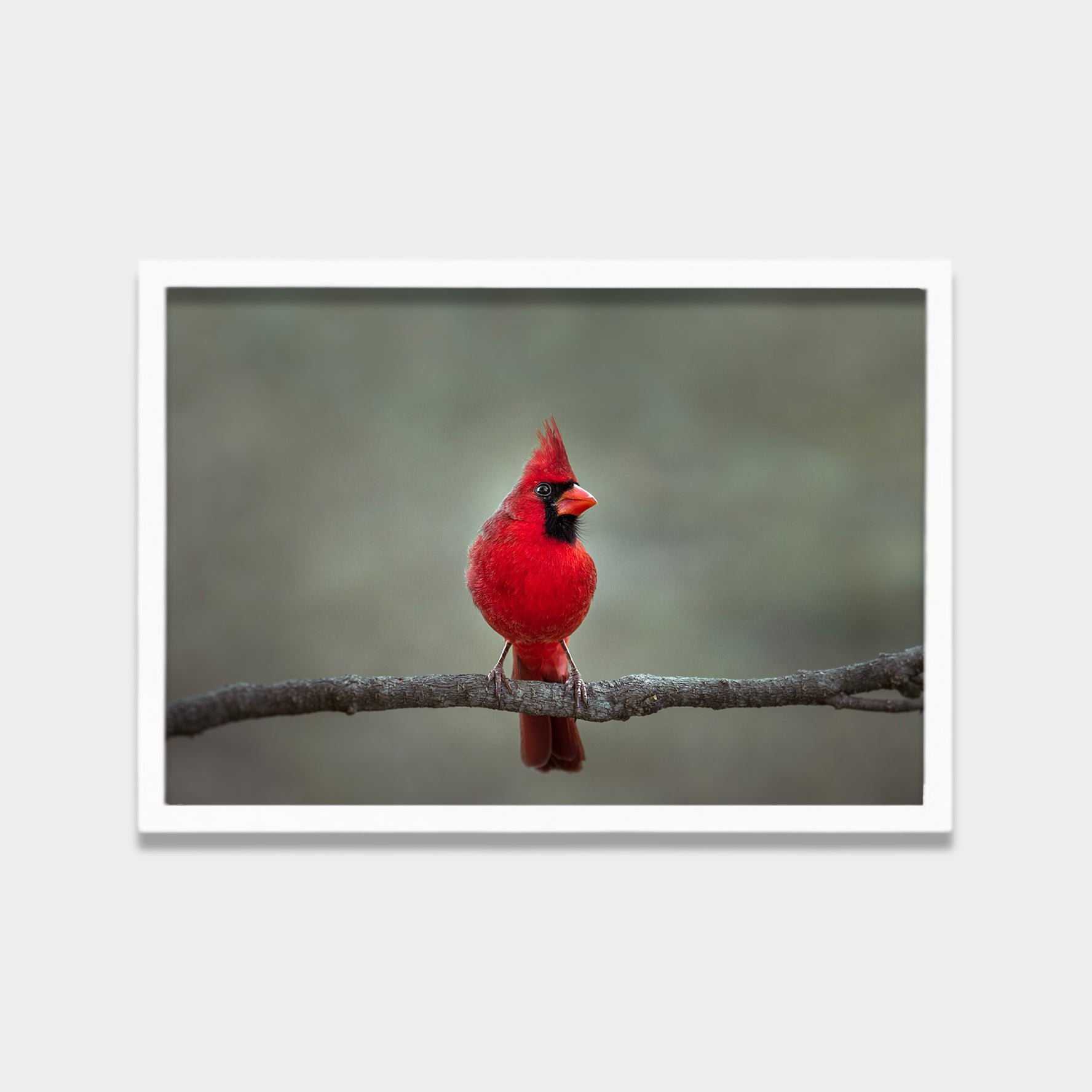 Crimson Perch