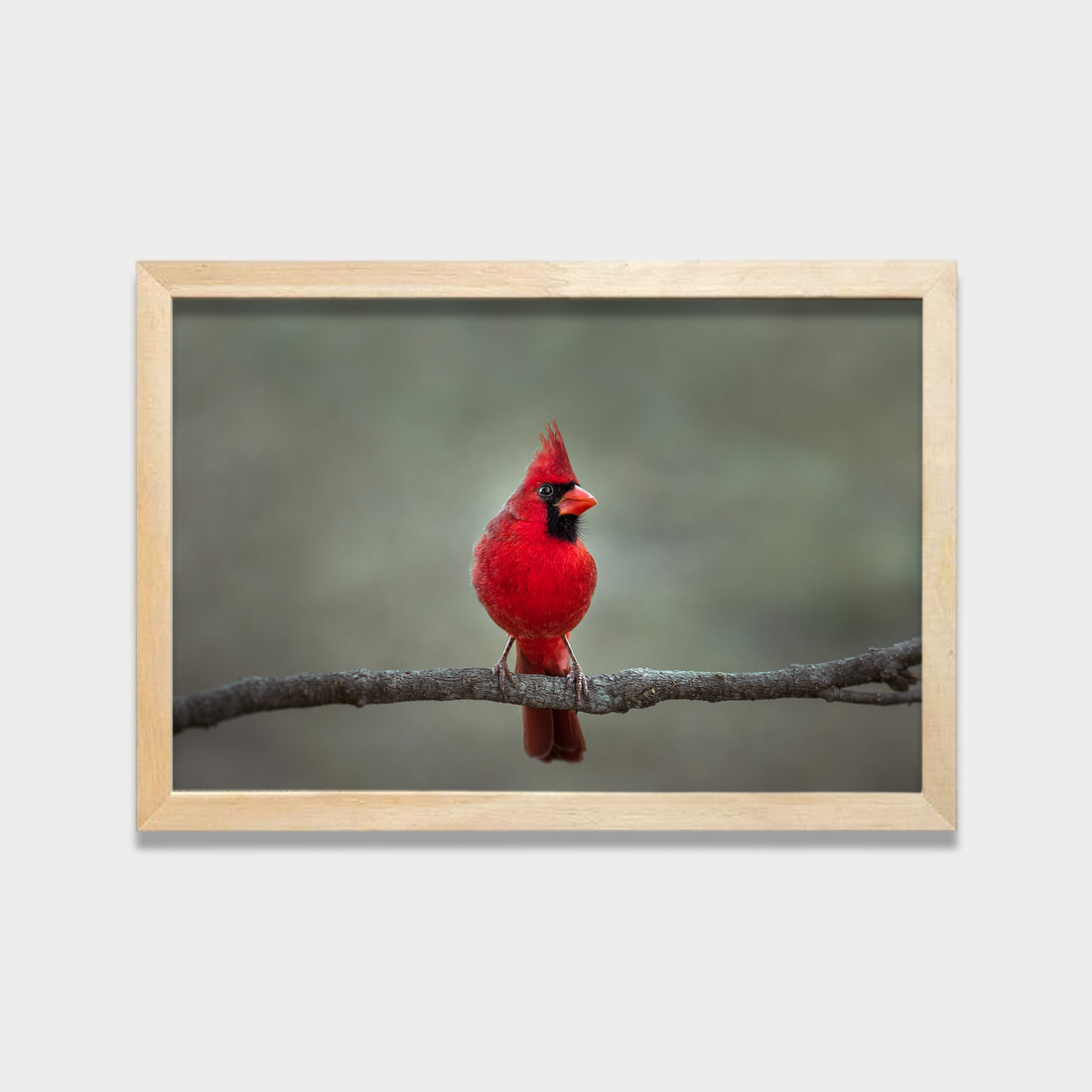 Crimson Perch