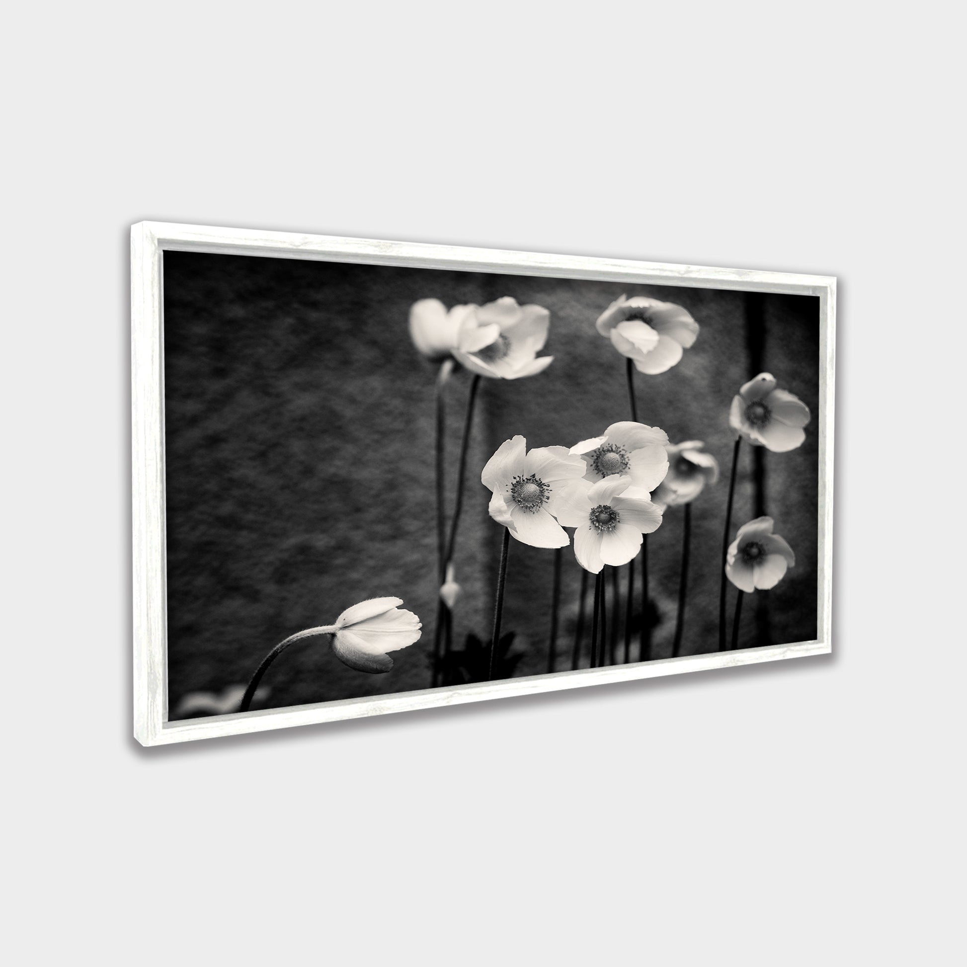 Soft Bloom black & white canvas wall art by Anantkala