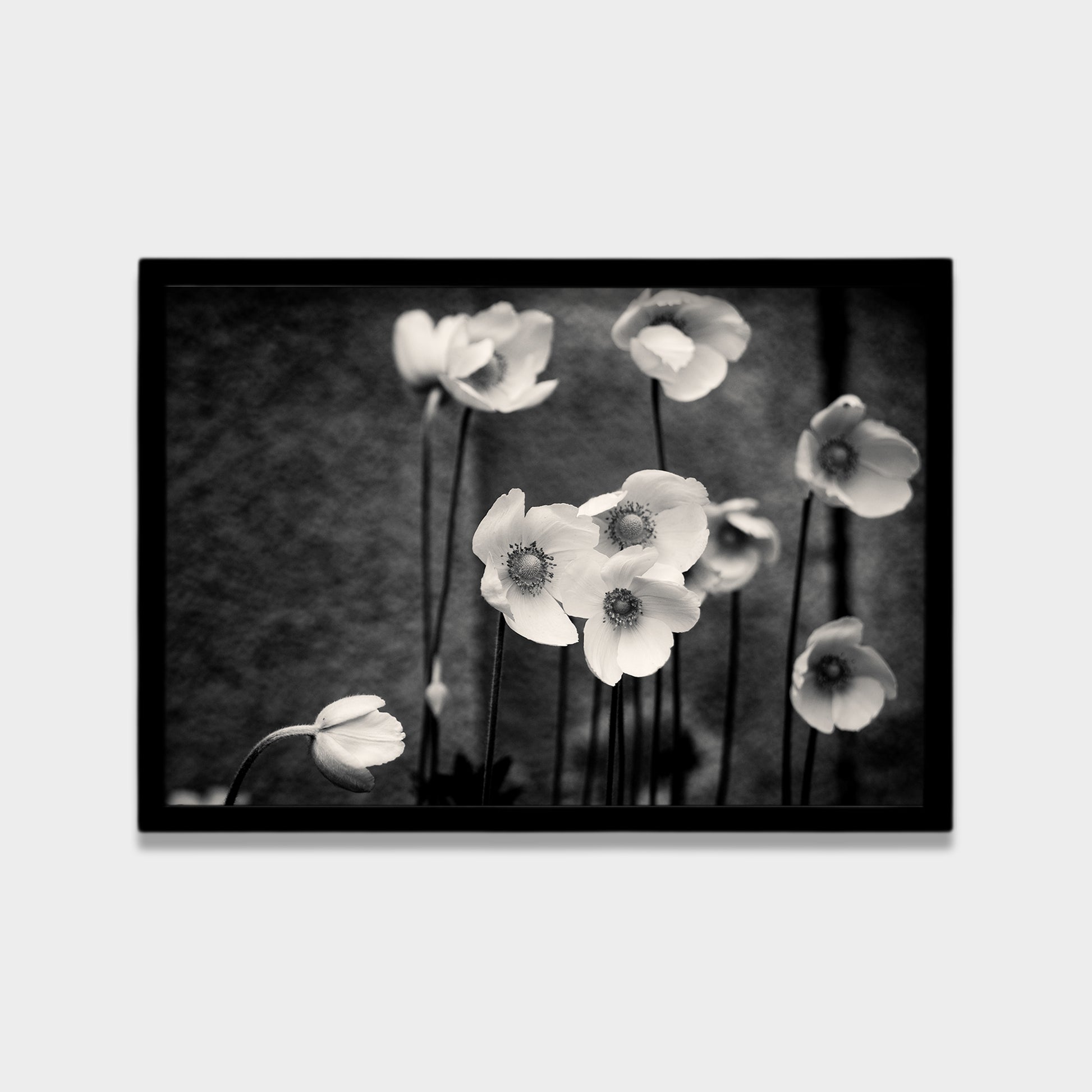 Soft Bloom black & white canvas wall art by Anantkala