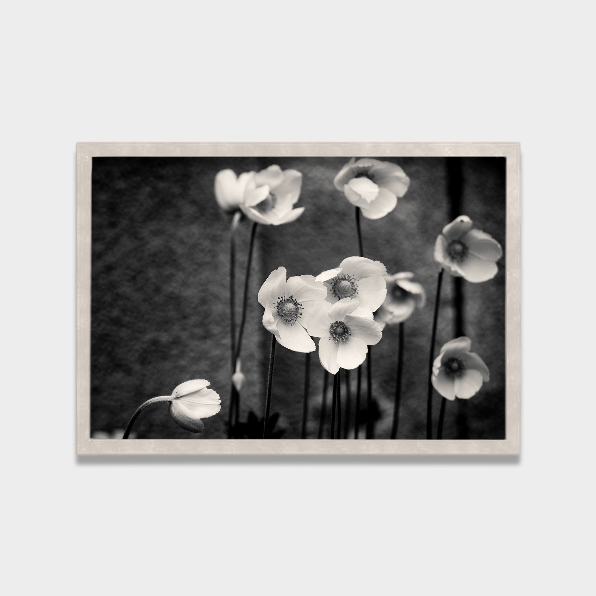 Soft Bloom black & white canvas wall art by Anantkala