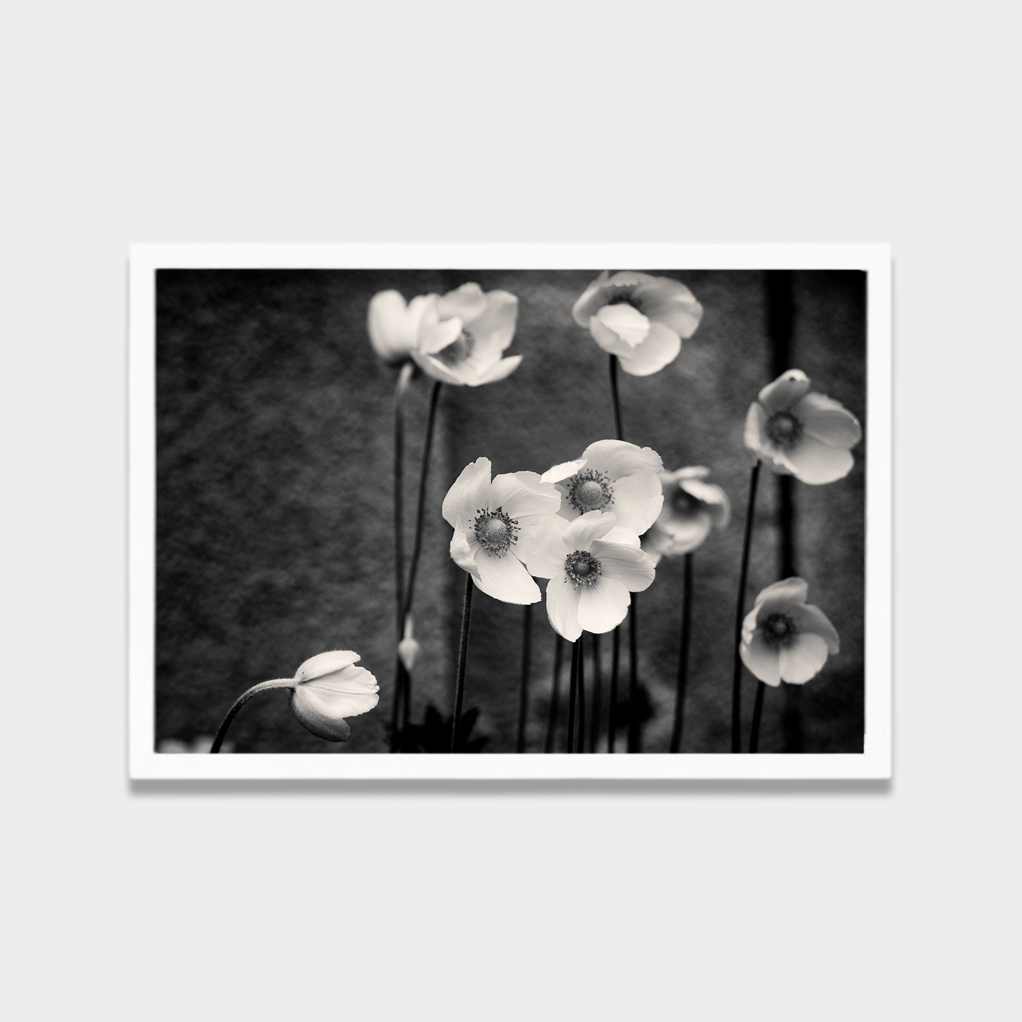 Soft Bloom black & white canvas wall art by Anantkala