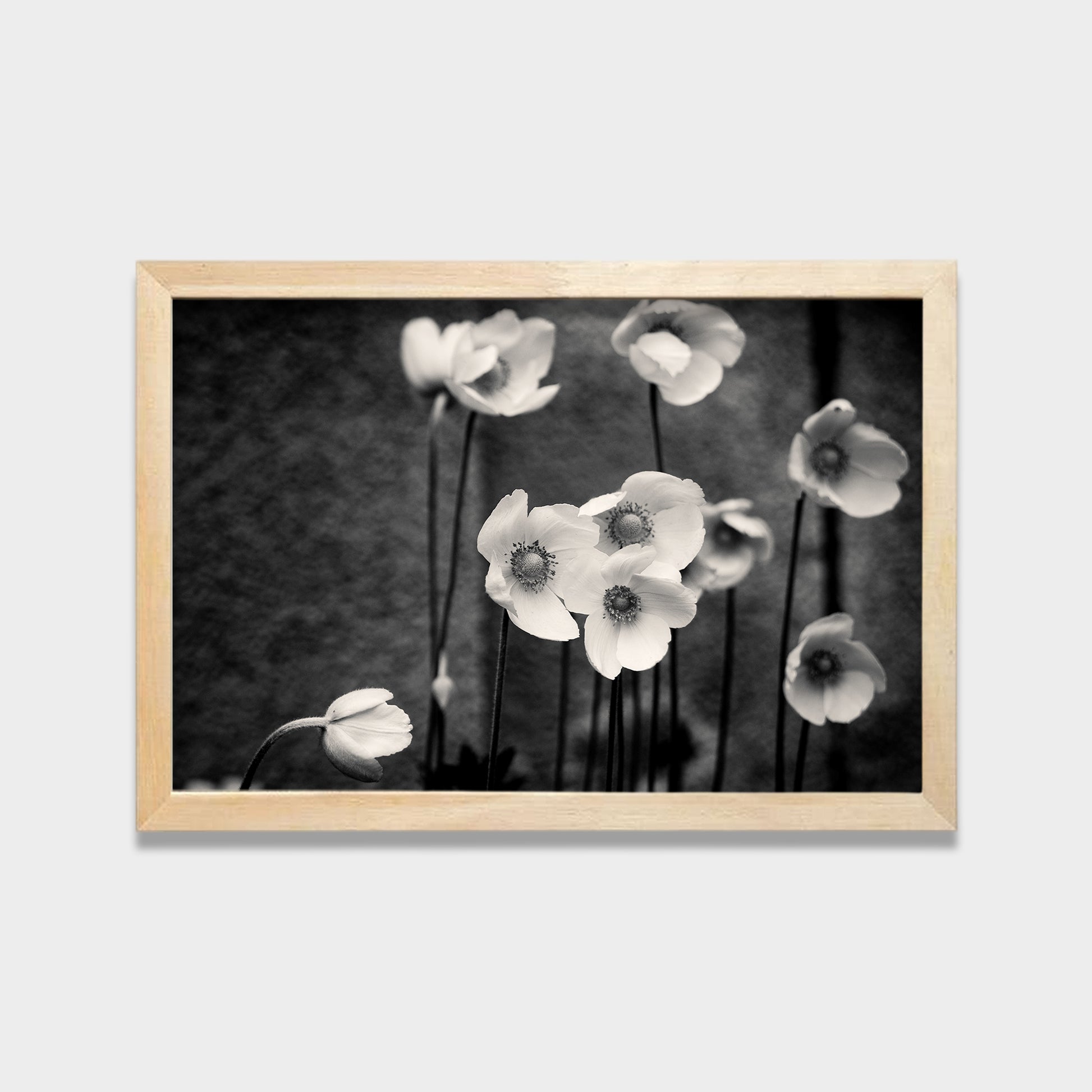Soft Bloom black & white canvas wall art by Anantkala