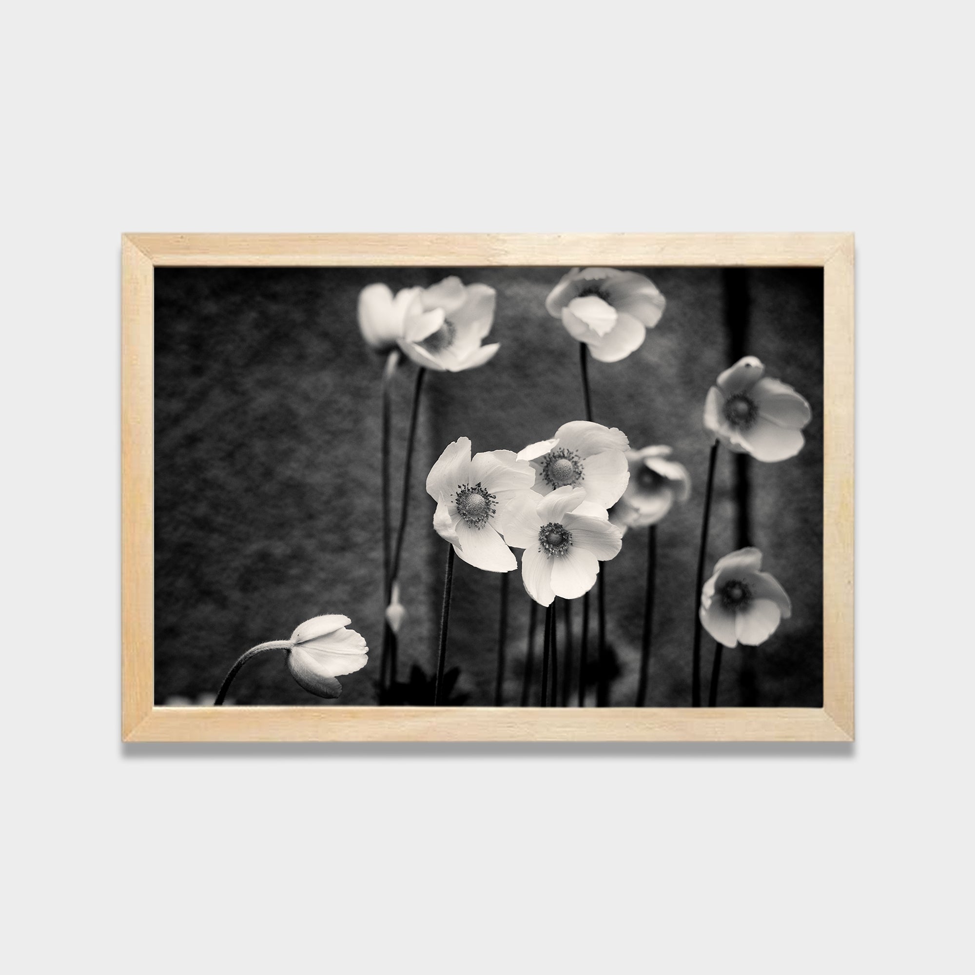 Soft Bloom black & white canvas wall art by Anantkala