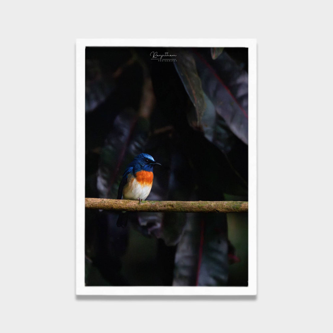 Forest Jewel
